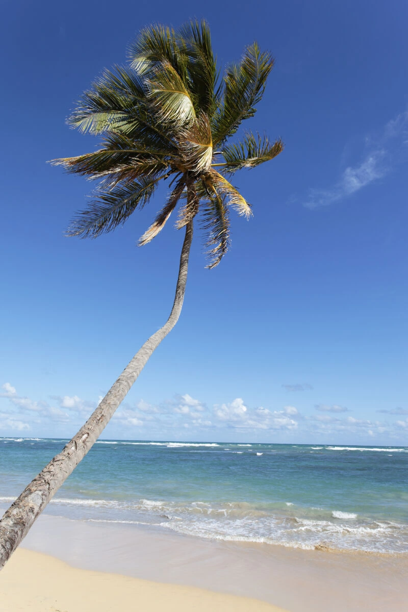 Palmeras frente al mar turquesa en una playa del Caribe